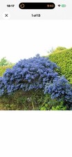 Ceanothus Bluemound 2 Litre Pots Beautiful Evergreen Shrub Excellent Flower