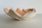 Mid Century Modern SHELL BOWL Large 12" BEAUTIFUL Glossy Finish SCALLOPED — photo 4