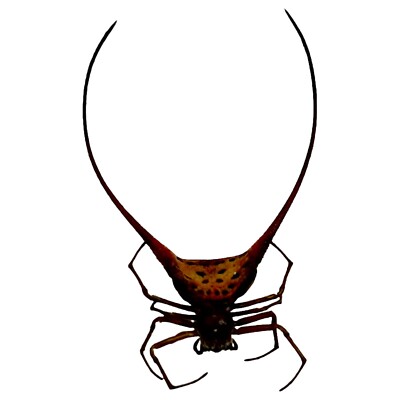 Curved Shiny Orb Weaver Spider (Macracantha arcuata) Entomology specimen A1