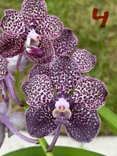 Vanda Mimi Palmer X Tubtim Thaispot Bs  Orchid  WILL HAVE VARIATIONS  seed grown