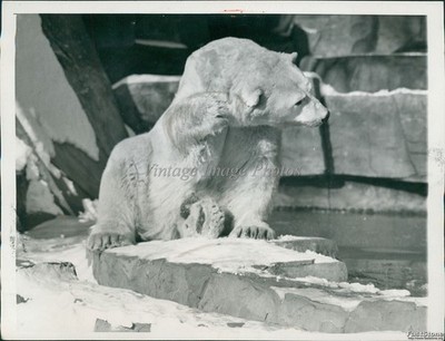 1945 Brookfield Zoo Polar Bear Clown Debates Zero Degree Dip Animals Photo 6x8