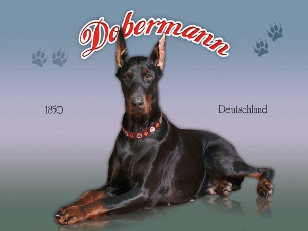 Holzschild 30X40 Cm Hund Dobermann 1850 Deutschland Deko Geschenk Holz Schild-image