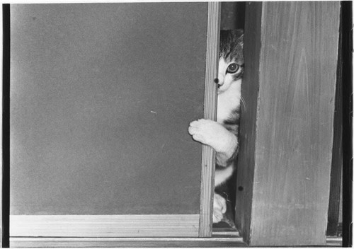 Masahisa Fukase - Afterword (New,1st Edition,Ltd of 900,out of print) - Foto 2 di 3