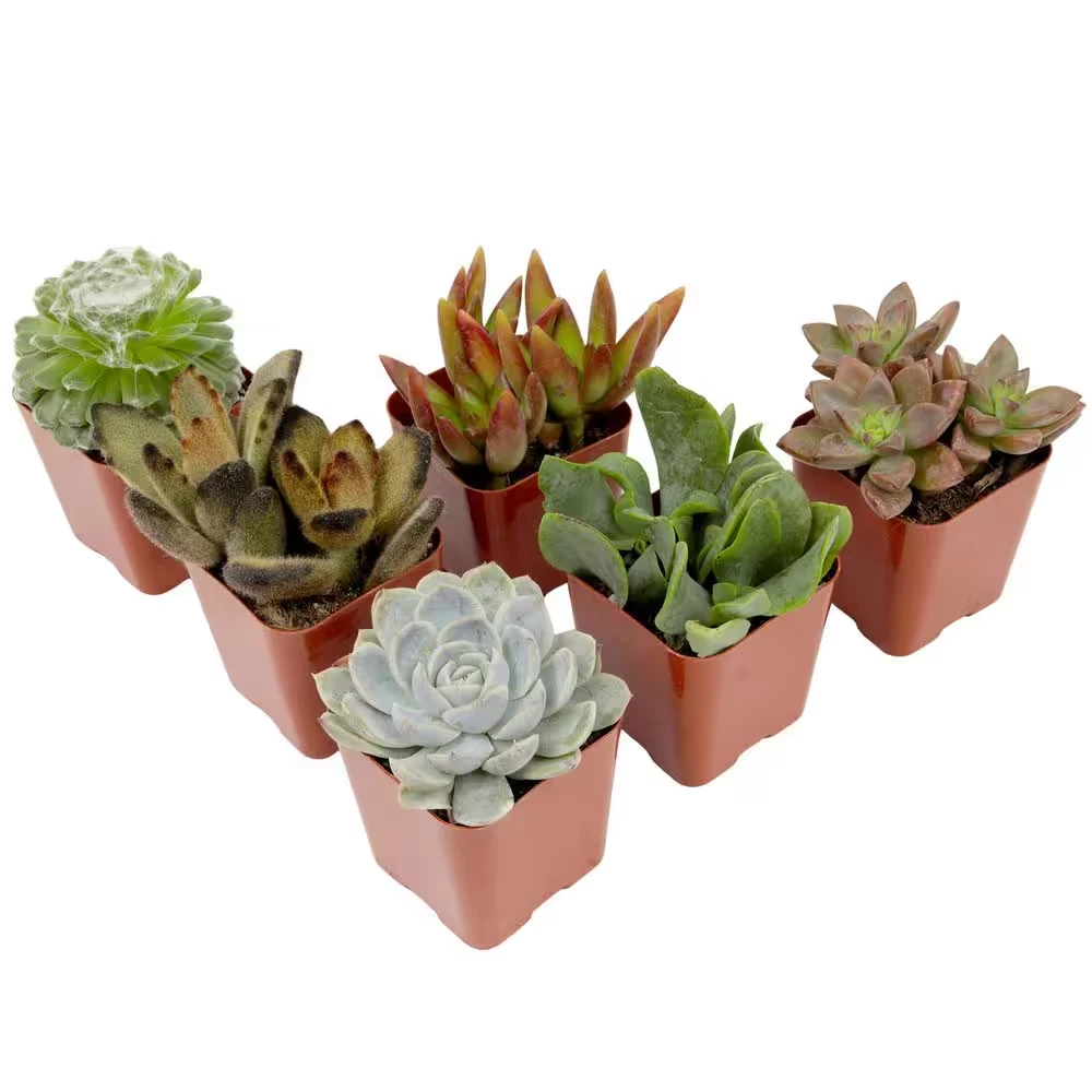 Mini Succulents for sale | eBay