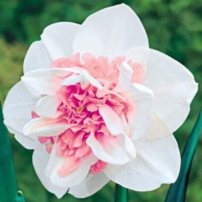 Daffodils Pink Wonder of The Most Beautiful | Flower Pack of 2 Bulbs