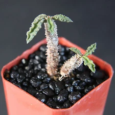 Euphorbia decaryi Spirosticha rare succulent cactus plant agave #2"