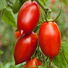 AMISH PASTE TOMATO SEEDS * MEATY * SAUCES * INDETERMINATE YIELDING * 