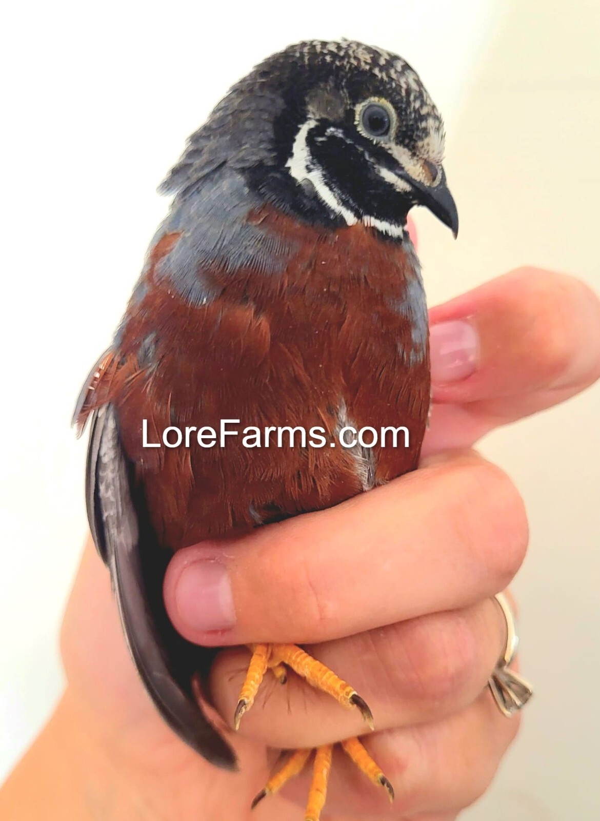 12 (+6 extra) 💙 Button Quail Hatching Eggs Chinese Painted Quail Rare