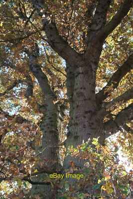 Foto 12x8 Der Stamm einer alten Eiche, Quercus robur Collyweston Blick um 2021