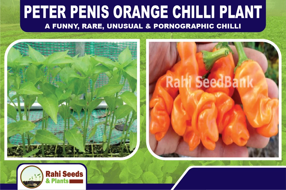 Peter Penis Orange Chilli Plant - A Funny, Rare, Unusual & Pornographic Chilli - Image 2 of 4