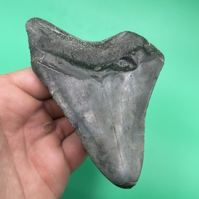 #ad #ad MEGALODOM SHARK TOOTH REAL 4.5” AUTHENTIC SHARK TOOTH FOSSIL $67.49