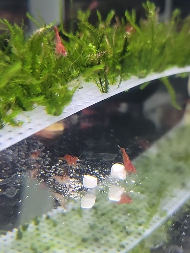 20+2 Cherry Neocaridina Freshwater Cull Shrimp USA Home Bred, Real Pictures + - Picture 7 of 20