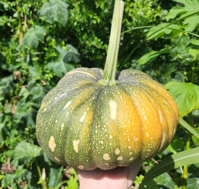 #ad #ad 25 Fresh Native Florida Seminole Squash Pumpkin seeds Cucurbita moschata $6.25