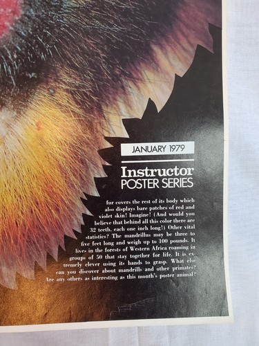 Vintage 70s 1979 Magnificent Mandrill Baboon Monkey Ape Poster Wall Art 15x21 - Picture 2 of 4