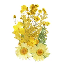 Dried Pressed Flowers Real Pressed Flowers Dry Leaves for DIY Crafts Yellow