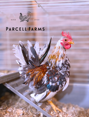 #ad #ad 12 Serama Hatching Eggs Worlds Smallest Chicken Fresh EGGS NPIP Breeder $84.00