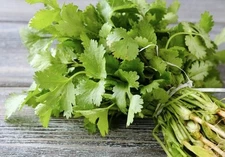 200 Cilantro /Coriander Seeds | Organic, HEIRLOOM, NON-GMO -USA Seller Free Ship