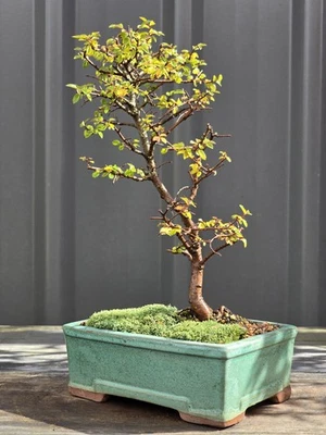 Chinese Elm Bonsai🍃 FREE EXPRESS POST 🍂 Posted As It Is With The Pot - image 1 of 4