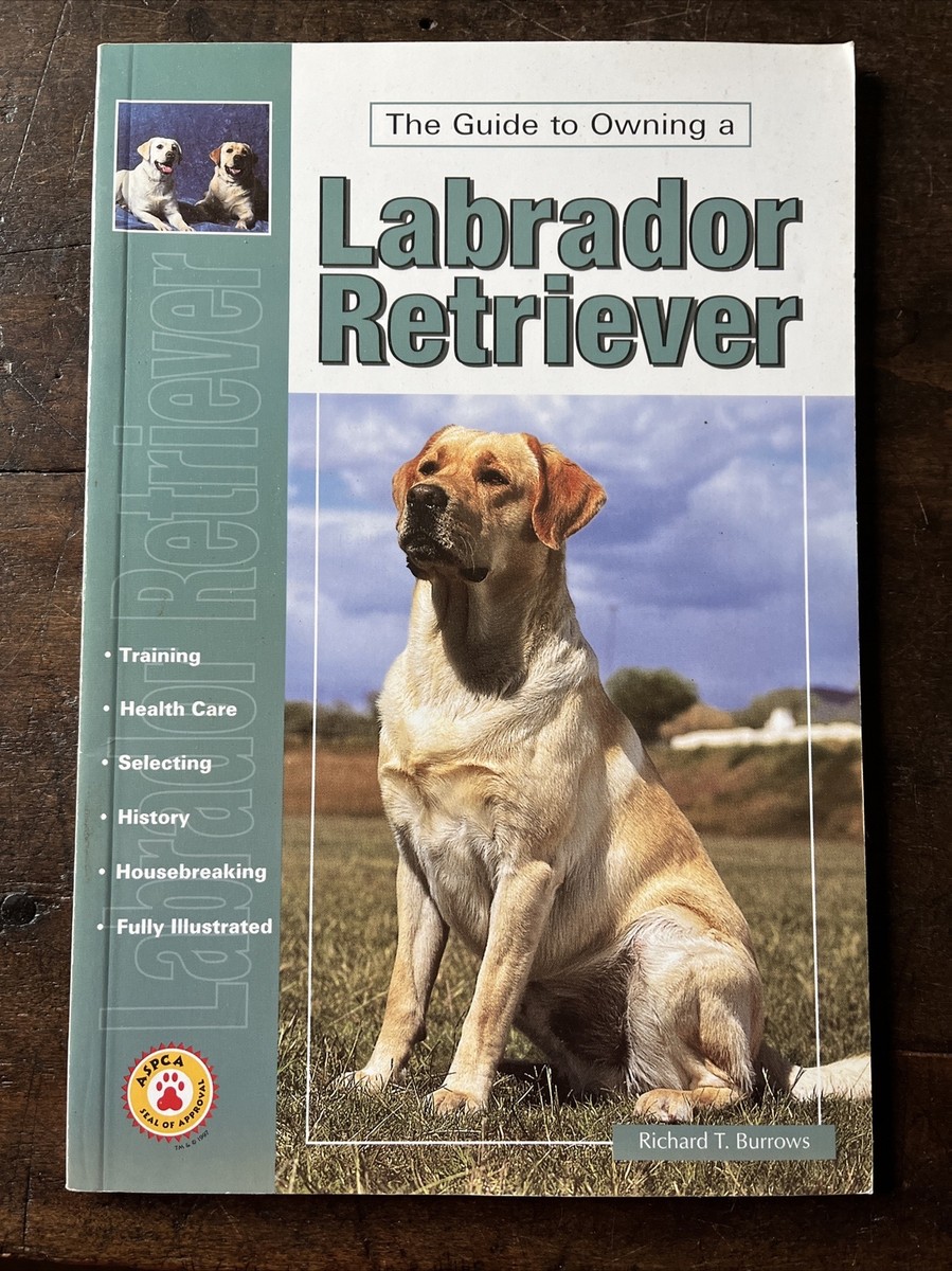 Labrador Dog Registries Other Than Akc Labrador Retriever