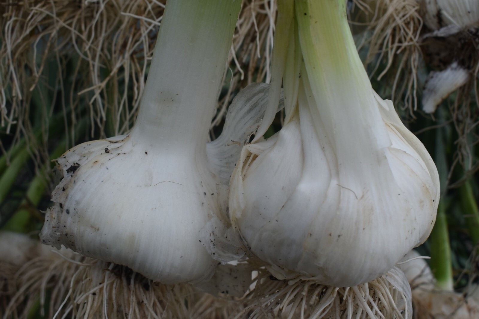 12 GIANT ELEPHANT GARLIC CORMS GROWN IN WALES ORGANIC FRESH PICKED BY HAND 12 GIANT ELEPHANT GARLIC CORMS GROWN IN WALES ORGANIC FRESH PICKED BY HAND