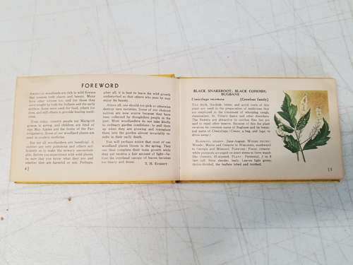 Vintage 1945 A Guide To Wild Flowers Woodland Flowers Whitman Hardcover 1718 - Bild 3 von 9