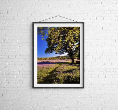 Dartmoor Art of Emsworthy Common | Bluebell WildFlower Kunst zu verkaufen - Wohndeko