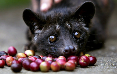 KOPI LUWAK 1/2 POUND Authentic **Over 300 SOLD**