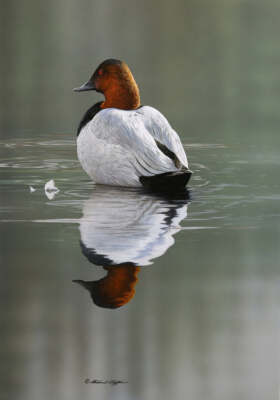 Quiet Shoal - Canvasback by Richard Clifton Art Print Nature Bird Poster 16x22