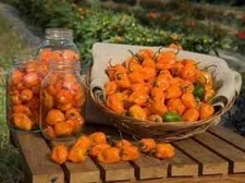 25 HABANERO PEPPER SEEDS ~ heirloomseedguy ~ 2026 ~ NON-GMO