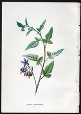 c1902 Hulme Familiar Wild Flowers Antique Print The Woody Nightshade