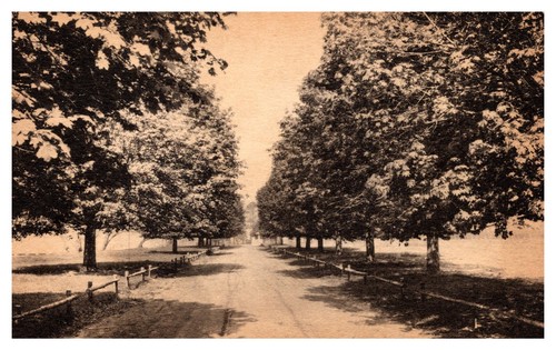 Maple Drive in Jamestown Island Park Virginia Albertype Co. B0968 | eBay
