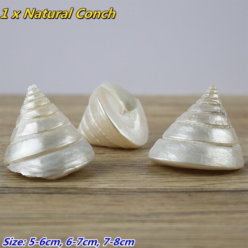 1X Natürlich Muschel Shell See Schnecke Fisch Aquarium Deko Landscape Stütze DIY - Bild 13 von 13