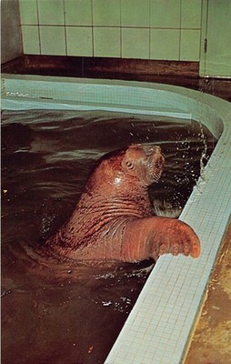 Vintage St. Louis Zoo Walrus Siegfried Postcard 1961 Aquatic House