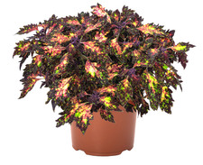 Buntnessel Santa Monica Coleus Steckling mit Erdballen für Zimmer Kübel Beet D.