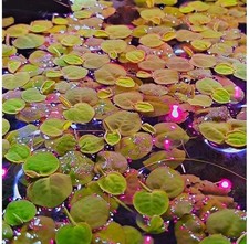 Phyllanthus Fluitans – Pianta galleggiante acquario rossa PORZIONE 15 PIANTE