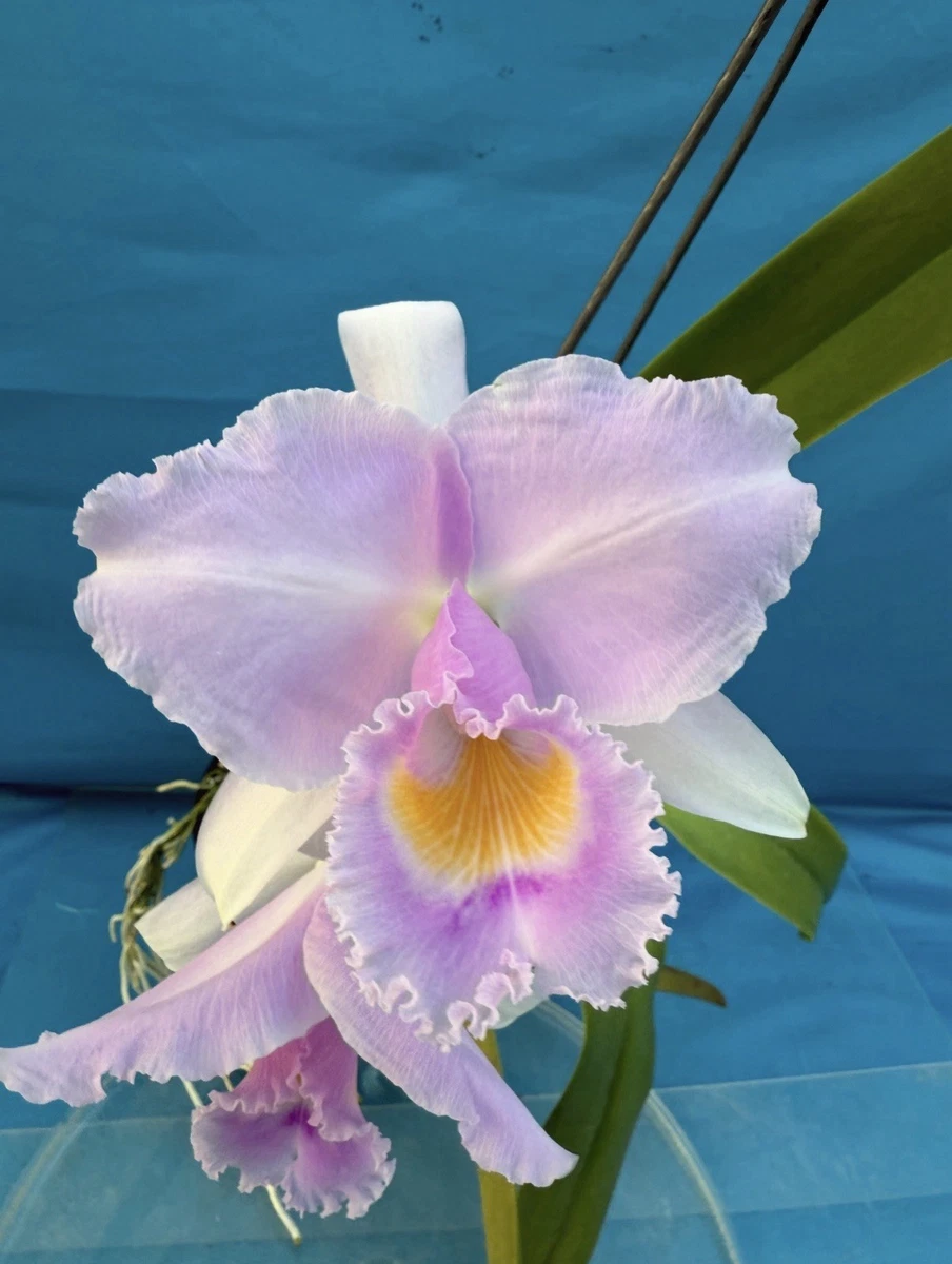 Cattleya Evergreen Neutral Orchids for sale | eBay