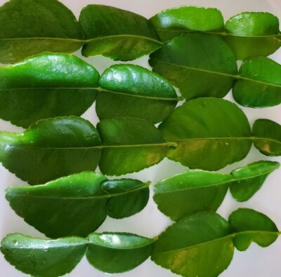 Fresh Kaffir Lime Leaves Thai Herbs- Picked to Order