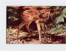 Postcard White-Tailed Fawn