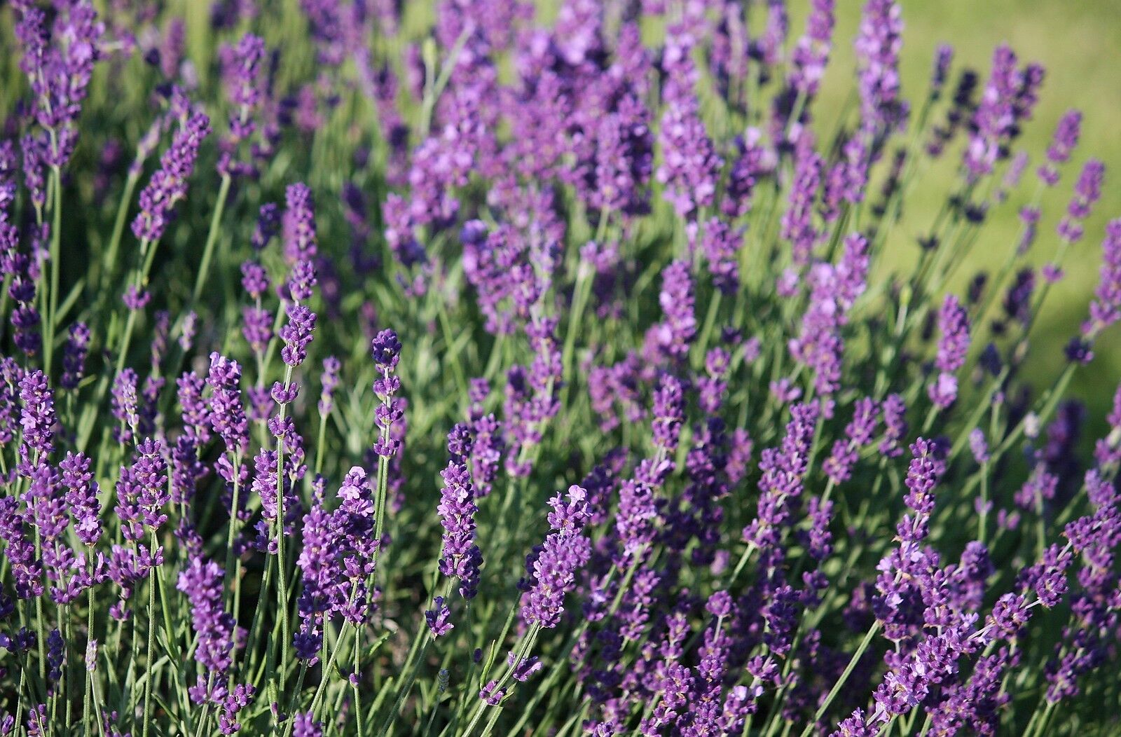 OLIO ESSENZIALE DI LAVANDA VERA (LAVANDULA ANGUSTIFOLIA)