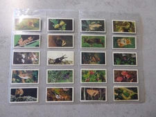 BROOKE BOND PG TIPS PICTURE CARDS - WOODLAND WILDLIFE 1980 - COMPLETE SET OF 40