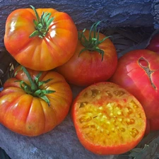 Big Rainbow Tomato Seeds, NON-GMO, Heirloom, Slicing Beefsteak, FREE SHIPPING