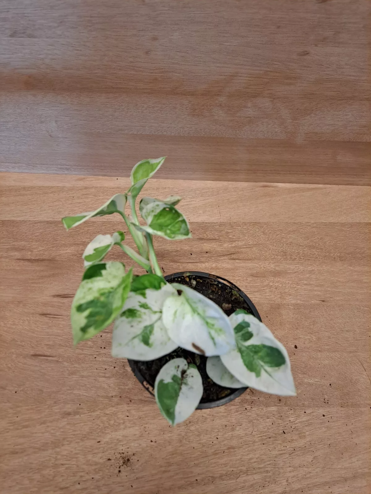 Picture 1 of 4