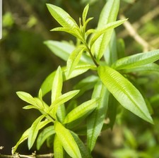 Lemon Verbena Herb Plant Aloysia Citrodora Lippia Citriodora Green Herbs