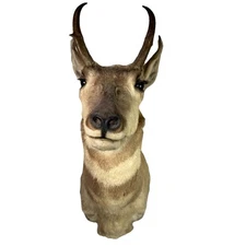 Pronghorn Antelope Head Shoulder Mount Taxidermy Cabin Wall Decor Vtg