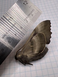 Sphingidae Pachysphinx modesta? SPH 108 Coll. 2025 Saskatchewan Canada