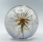 Hafod Grange Dandelion Seed Head Resin Paperweight Handmade