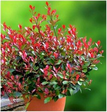 [x3] Photinia x Fraseri 'Little Red Robin' |  Pot Plants | Evergreen Shrubs