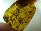 FOSSIL raw baltic amber stone rare genuine a lot of parts inclusion (i1811 NEW
