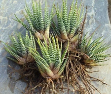 5 Bareroot Zebra  Haworthia Succulents