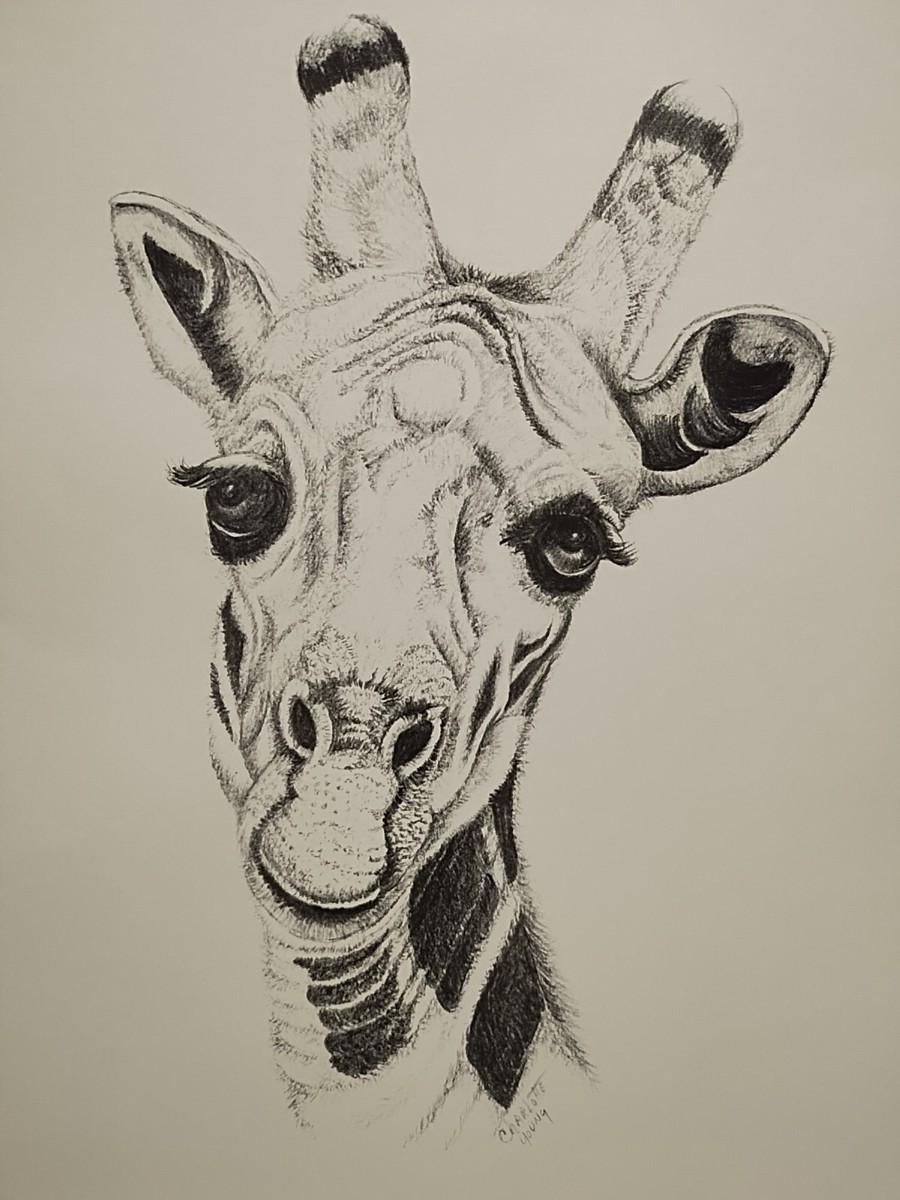 Charlotte Young Giraffe Sketch 10.5